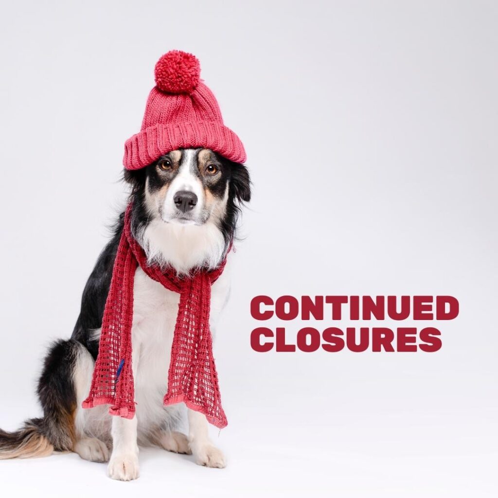 A Dog with Beanie and Red Scarf | Fort Worth Personal Injury Lawyer | Berenson Injury Law