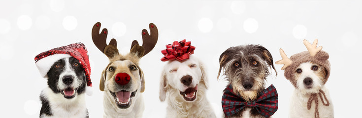 Merry Christmas Dog Banner | Fort Worth Personal Injury Lawyer | Berenson Injury Law
